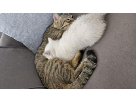 Bursa yavru british shorthair uygun aileye