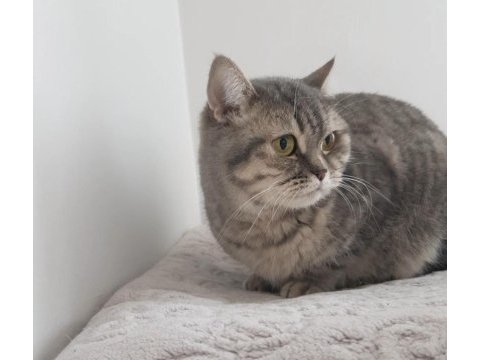 Evimizin fındık burunlusu british shorthair