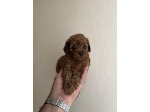 Teacup dişi red poodle