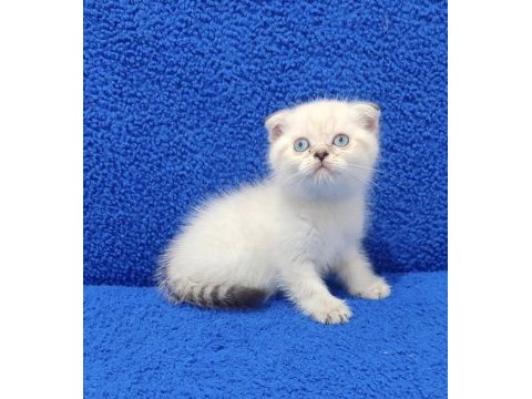 Scottish fold mavi boncuk buyrun 