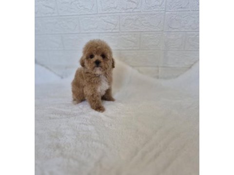 Maltipoo yavrularımız 