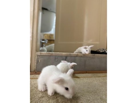 6 adet hollanda lop tavşan