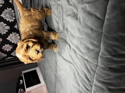 A kalite çok sağlıklı maltipoo