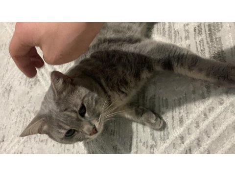British shorthair kedisi