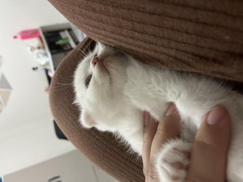 Sevimli sağlıklı scottish fold yavrularımız