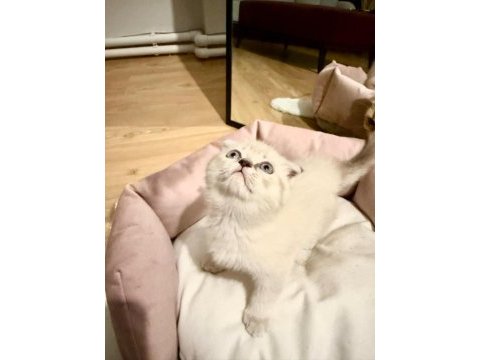 Scottish fold dişi blue point