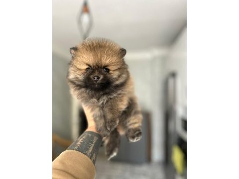 Pomeranian yavrularımız