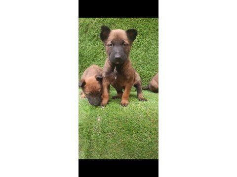 İyisini büyütmek isteyenlere malinois yavrularmız