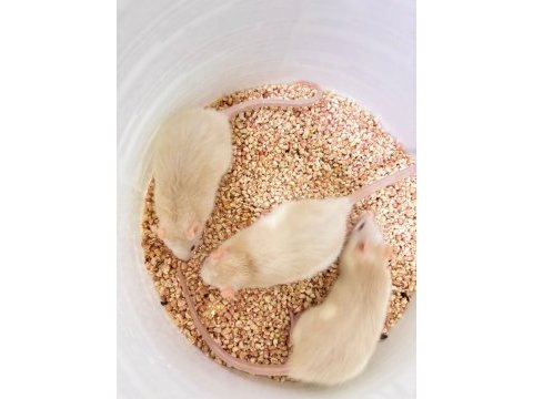 Rat hamster
