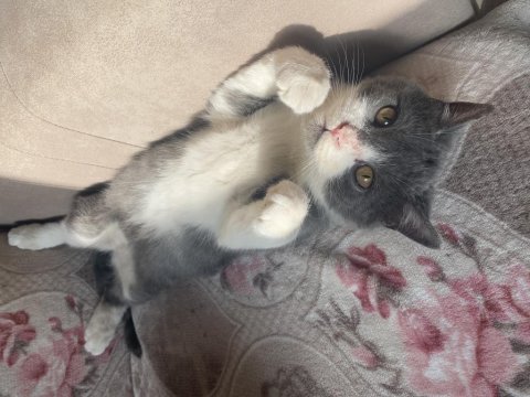 British shorthair 4 aylık