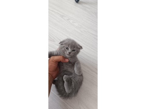 Scottish fold yavrularımız sahiplendirilecektir