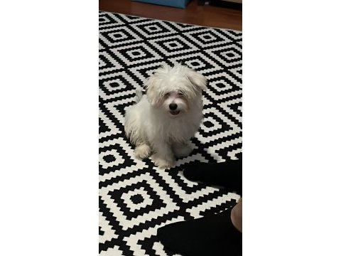 6 aylık maltese terrier