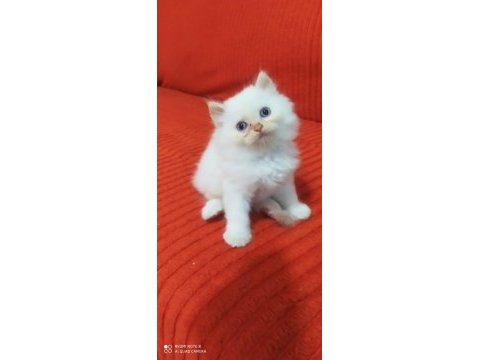 1.5 aylık iran persian (chinchilla)