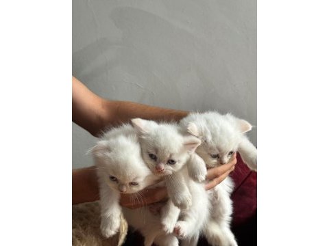 Beyaz mavi gözlü scottish fold bebekler