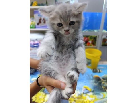 50 6 adet günlük scottish fold yavrularımız