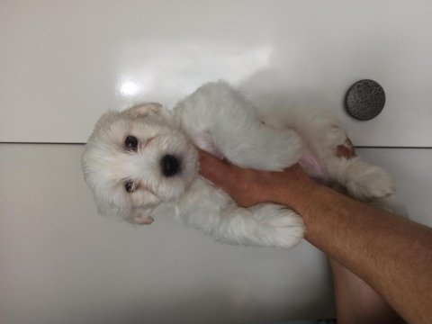 Saf maltese terrier yavruları