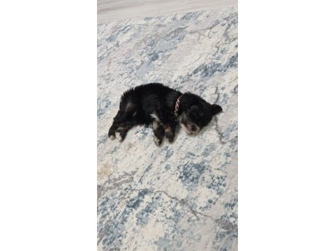 Acil sahiplendirilecek maltipoo