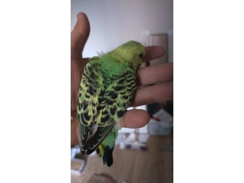 Jumbo yavru muhabbet kuşları