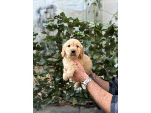 Tatlı golden köpeklerimiz yeni yuvasını bekliyor