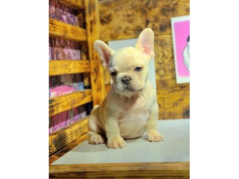 Egzotik renk french bulldog bebeklerimiz