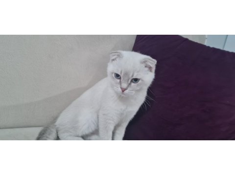 Scottish fold blue point yavru
