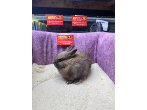 Cüce netherland dwarf tavşanlar