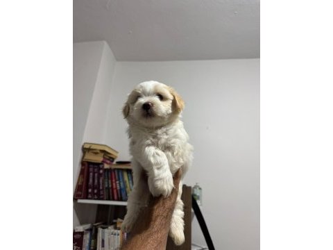 Ayı surat maltipoo bebeklerim
