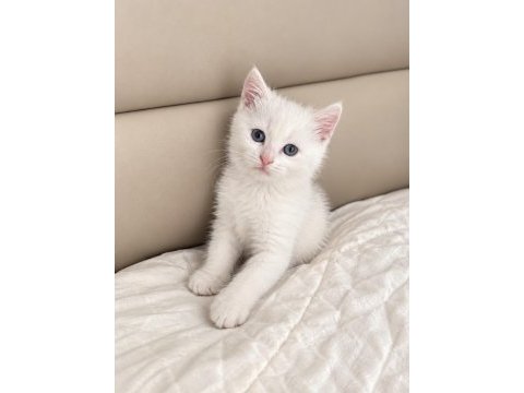 British shorthair 2 aylık erkek kedidir