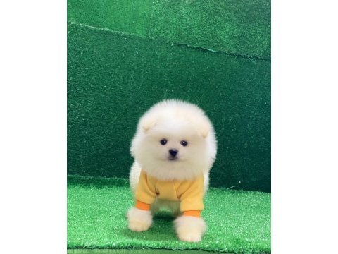 Orjinal pomeranian