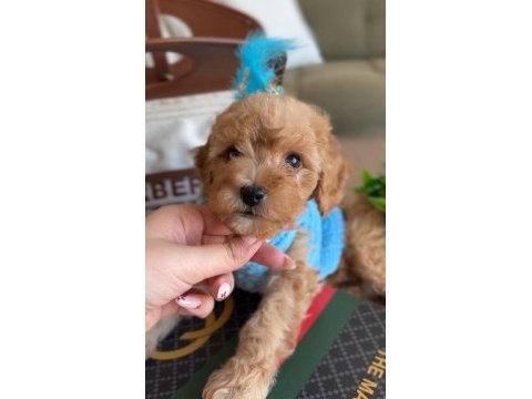 Türünün en yakışıklısı maltipoo