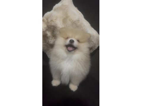 Erkek tombik çok tatlı pomeranian