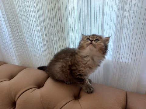 British longhair ve scottish fold yavrularımız