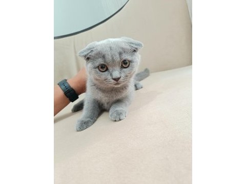 Çok acil 65 günlük safkan scottish fold dişi