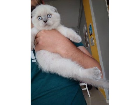 Safkan scottish blue fold