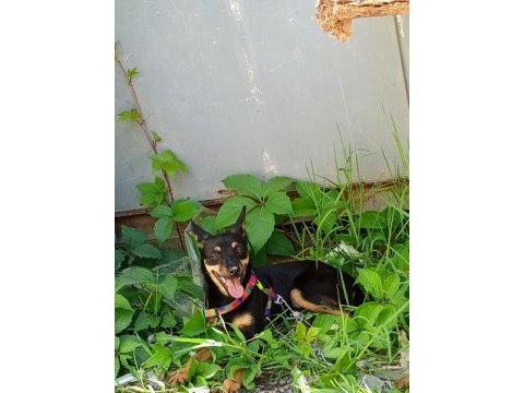 7 aylık dişi pinscher