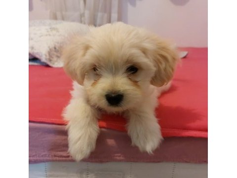 Sevgi dolu morkie yavruları
