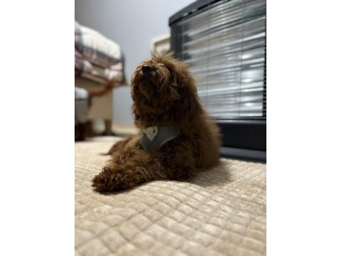 Toy poodle brown