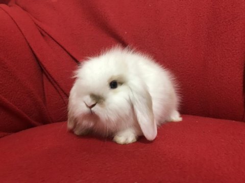 2/3 aylık lop ve cüce tavşan yavrular çok uyguna