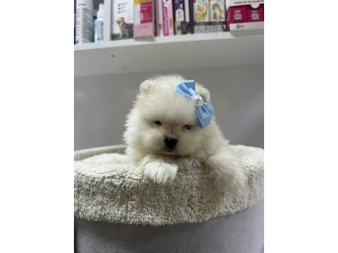 Dünyalar tatlısı japon pomeranian yavrularımız