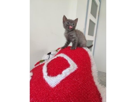British shorthair bebekleri
