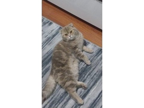 10 aylık dişi maya scottish fold