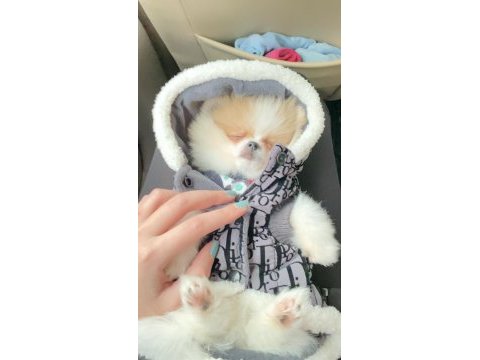 Ayı surat pomeranian boo