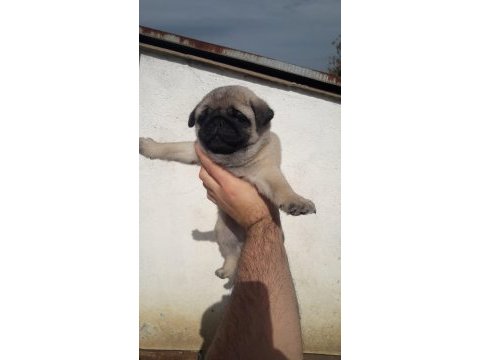 Üst düzey pug yavrularım mevcut iyisini beslemek isteyene