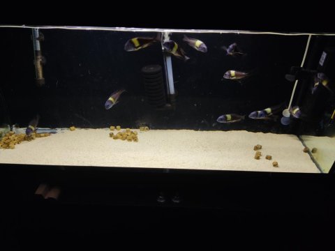 13 erkek maswa tropheus