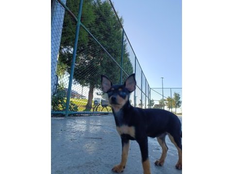 Minyatür oyuncu pinscher yavrumuz