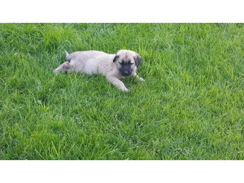 Kendi sivastan getirilmiş kangal yavrular