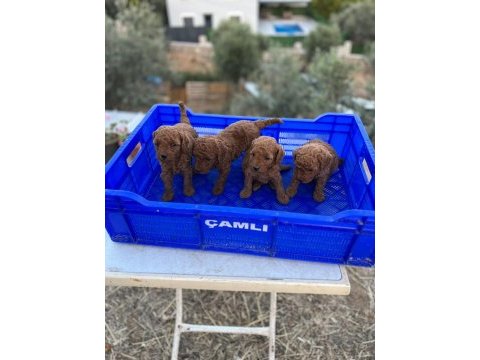 Safkan, saglık ve ırk garantılı 1 aylık toy poodle yavrular