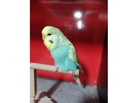 Konuşturmalık 2026 renk güzeli show jumbo kuşlar