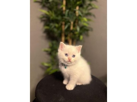 Beyaz brıtısh shorthair yavrularım 