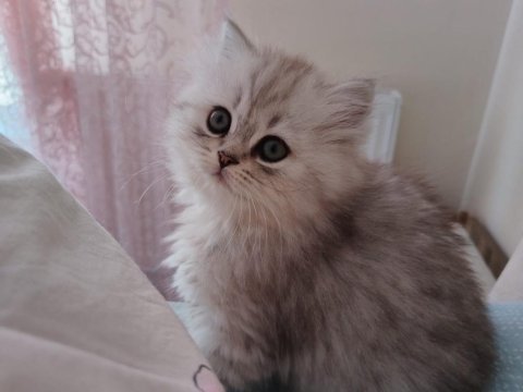 British longhair kedilerim sahipleri bekliyor